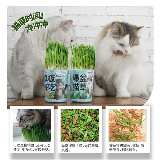 【水培芽菜+猫草种植】无土水培小菜苗 爆盆猫草盆栽绿植 商品图8