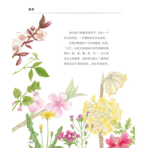 《寻蝶笔记——发现身边的蝴蝶家园》 商品图11