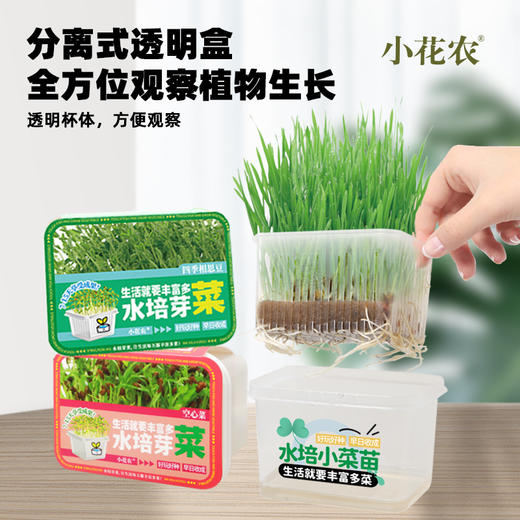 【水培芽菜+猫草种植】无土水培小菜苗 爆盆猫草盆栽绿植 商品图1