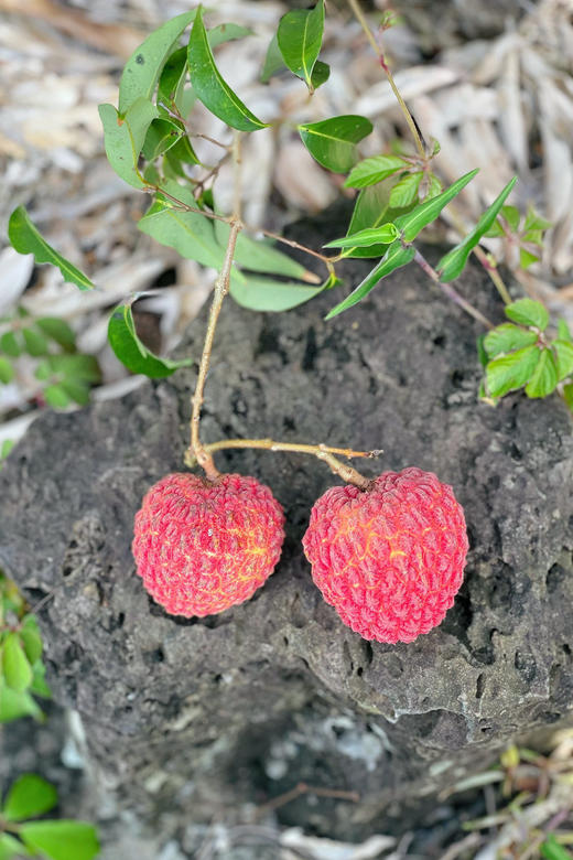 稀缺海南火山口4拼荔枝 商品图3