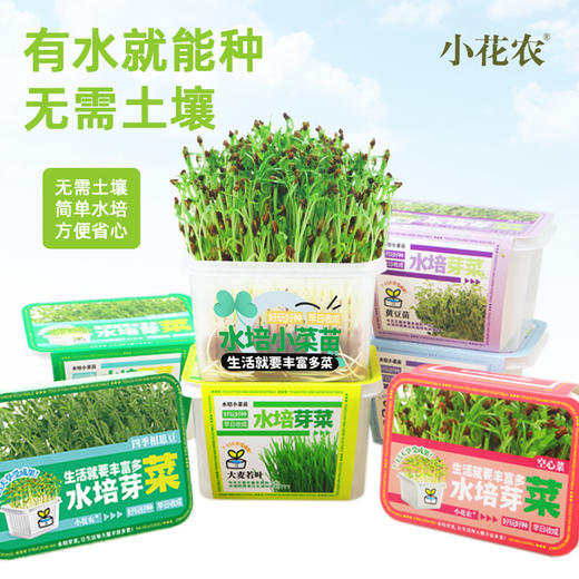 【水培芽菜+猫草种植】无土水培小菜苗 爆盆猫草盆栽绿植 商品图0