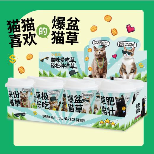 【水培芽菜+猫草种植】无土水培小菜苗 爆盆猫草盆栽绿植 商品图7