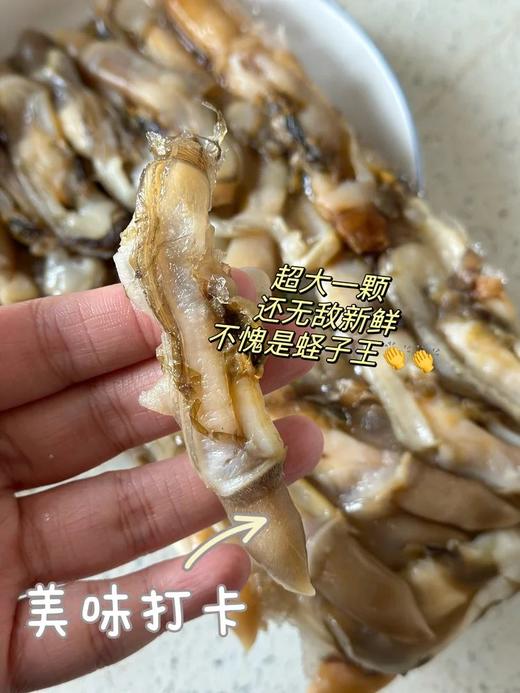 【顺丰包邮】新货99到手整整4斤️野生大颗蛏王肉鱼港码头直发肉质鲜嫩免洗无沙大个头配料表干净顺丰基地直邮 商品图1