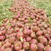 贵安紫皮洋葱5斤/10斤新鲜洋葱现挖现发圆葱头批发价农家自种当季精品大果5斤 商品缩略图6
