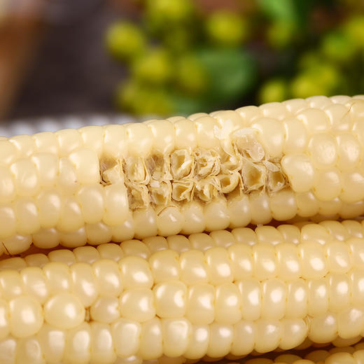天沐农蜜西双版纳拇指小玉米 1000g/箱 白糯拇指玉米 商品图9