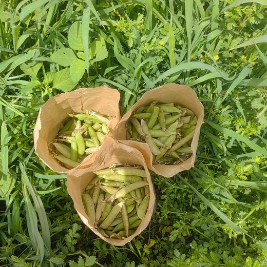 生态干豌豆 | 自然晾干   五谷杂粮 炖汤熬粥  | 石嫣农场 商品图4