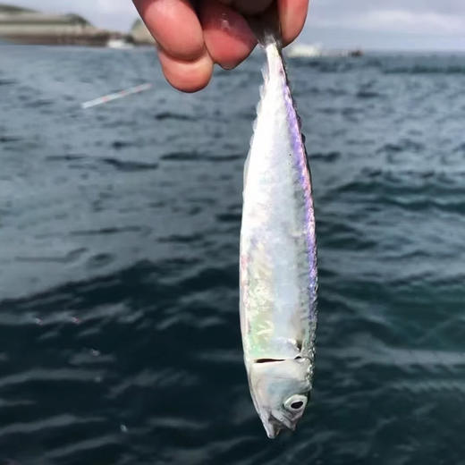 新鲜海钓小青花鱼 商品图1