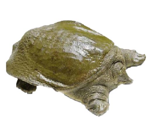 【自提】速冻甲鱼 商品图3