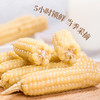 西双版纳拇指小糯玉米4斤 源头直发 商品缩略图4