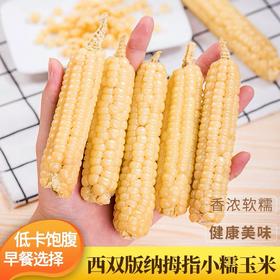 西双版纳拇指小糯玉米4斤 源头直发