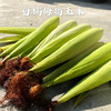 西双版纳拇指小糯玉米4斤 源头直发 商品缩略图8
