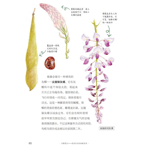 《寻蝶笔记——发现身边的蝴蝶家园》 商品图10