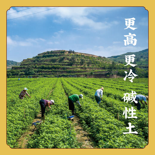 【一杯一朵】黄土高原金丝皇菊 菊花茶 可煮粥煮汤炒菜炒蛋 K不参与优惠 商品图5