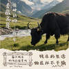 天境雪域祁连山牧场牦牛奶 青海祁连天境牧场营养早餐奶 200ml*3支 商品缩略图4