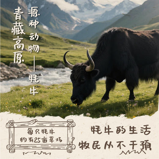 天境雪域祁连山牧场牦牛奶 青海祁连天境牧场营养早餐奶 200ml*3支 商品图4