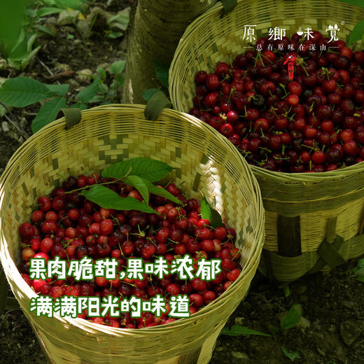 小金生态车厘子（基地直发-顺丰包邮） | 来自川西小金，生产者：牧云坡可信小组【合作生产，公平贸易】 商品图2