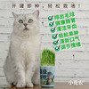 【水培芽菜+猫草种植】无土水培小菜苗 爆盆猫草盆栽绿植 商品缩略图9