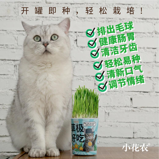 【水培芽菜+猫草种植】无土水培小菜苗 爆盆猫草盆栽绿植 商品图9