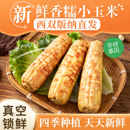 新鲜香糯小玉米精选净重4斤单果140g+ 西双版纳直发 商品图0