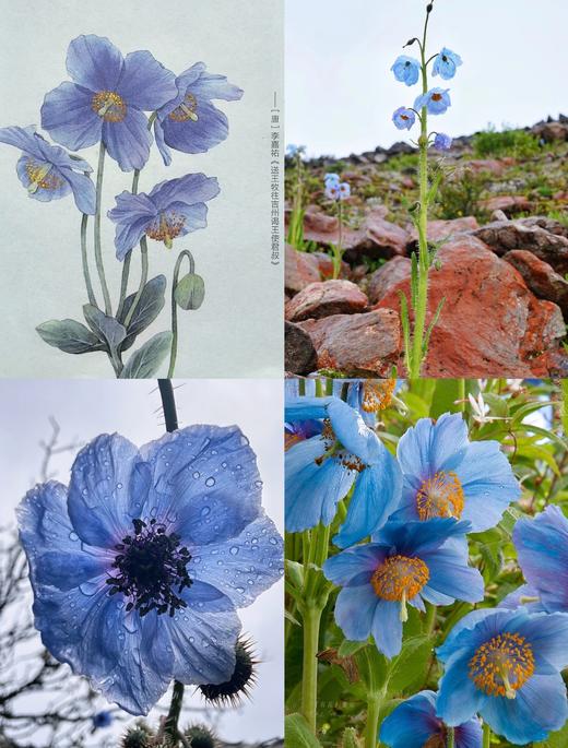 小众设计冰丝莱赛尔花朵衫 商品图5