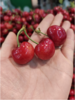 大众樱桃一斤 商品缩略图0
