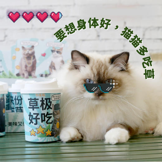 【水培芽菜+猫草种植】无土水培小菜苗 爆盆猫草盆栽绿植 商品图5