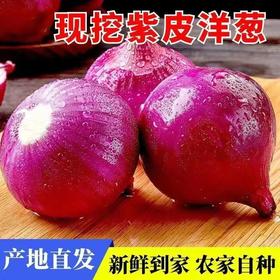 贵安紫皮洋葱5斤/10斤新鲜洋葱现挖现发圆葱头批发价农家自种当季精品大果5斤