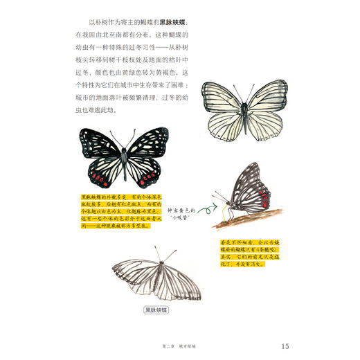 《寻蝶笔记——发现身边的蝴蝶家园》 商品图6