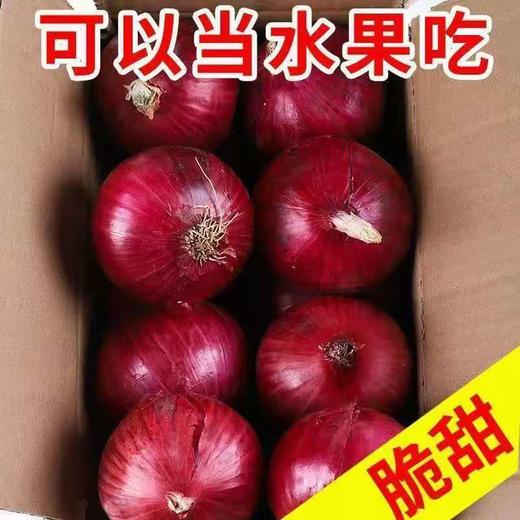 贵安紫皮洋葱5斤/10斤新鲜洋葱现挖现发圆葱头批发价农家自种当季精品大果5斤 商品图2