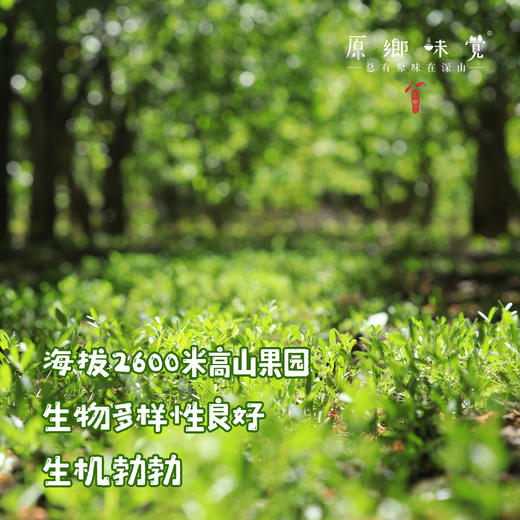 小金生态车厘子（基地直发-顺丰包邮） | 来自川西小金，生产者：牧云坡可信小组【合作生产，公平贸易】 商品图3