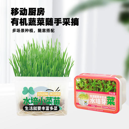 【水培芽菜+猫草种植】无土水培小菜苗 爆盆猫草盆栽绿植 商品图3