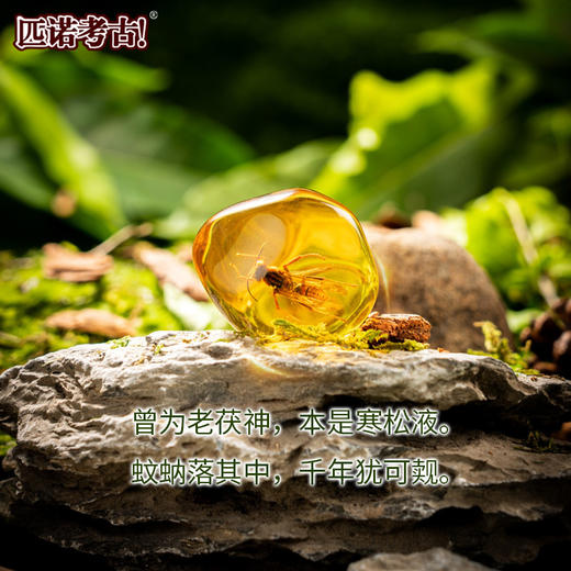 【琥珀昆虫精灵+花卉植物琥珀】匹诺考古挖掘琥珀昆虫精灵玩具考古挖掘宝石琥珀探索寻宝手工玩具 商品图3