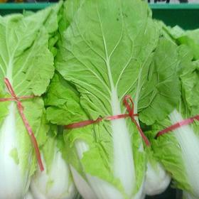 水黄白约500g/份