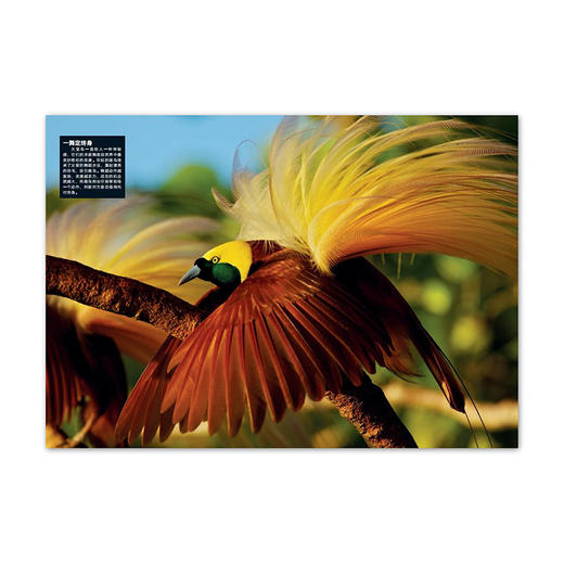 动物志07《风采亚洲》 商品图4