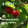 小金生态车厘子（基地直发-顺丰包邮） | 来自川西小金，生产者：牧云坡可信小组【合作生产，公平贸易】 商品缩略图0