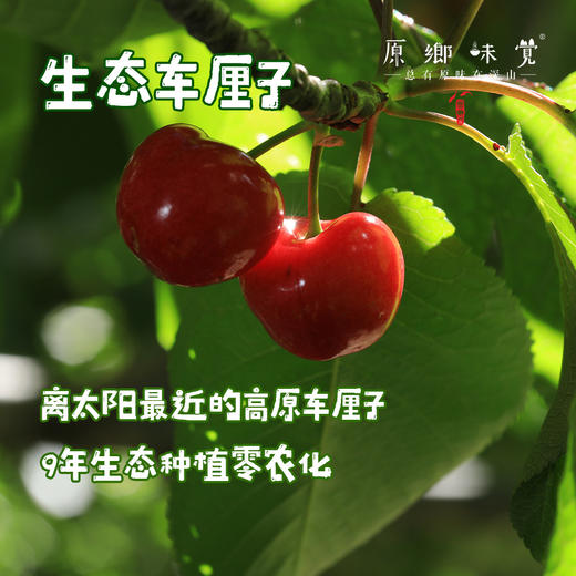 小金生态车厘子（基地直发-顺丰包邮） | 来自川西小金，生产者：牧云坡可信小组【合作生产，公平贸易】 商品图0