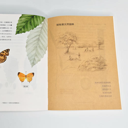 《寻蝶笔记——发现身边的蝴蝶家园》 商品图3