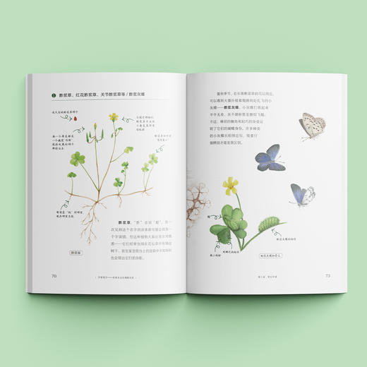 《寻蝶笔记——发现身边的蝴蝶家园》 商品图2
