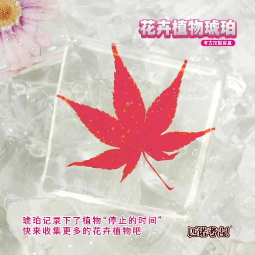 【琥珀昆虫精灵+花卉植物琥珀】匹诺考古挖掘琥珀昆虫精灵玩具考古挖掘宝石琥珀探索寻宝手工玩具 商品图6