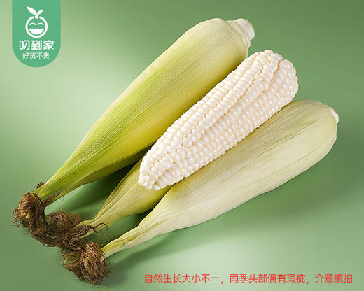 【叼鲜蔬】漳州燕窝雪糯玉米/1箱（4-6根 1.75-2kg） 商品图5