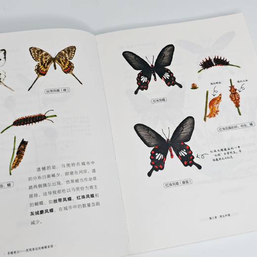 《寻蝶笔记——发现身边的蝴蝶家园》 商品图4