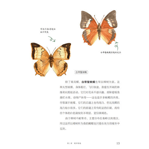 《寻蝶笔记——发现身边的蝴蝶家园》 商品图5