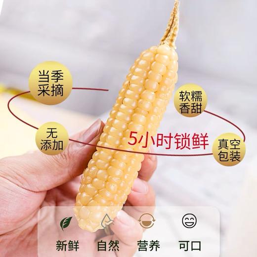 西双版纳拇指小糯玉米4斤 源头直发 商品图7