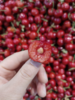 大众樱桃一斤 商品缩略图1