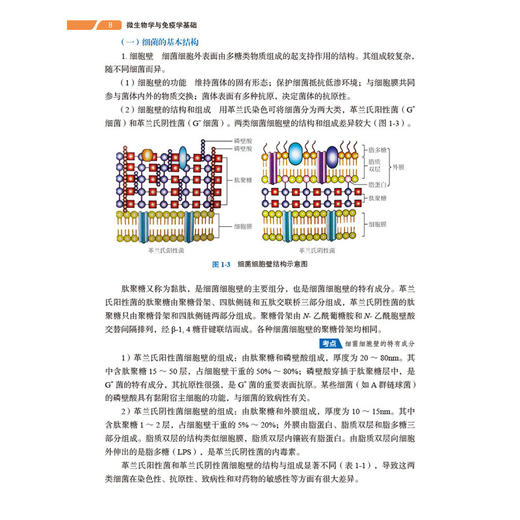 微生物学与免疫学基础 第3三版 张仙芝 李慧 主编 供职业教育药剂中医医学影像技术医学检验技术等 9787030811592科学出版社 商品图4