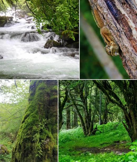 【夏令营】川西卧龙、四姑娘山秘境自然探索营-蜀山奇遇纪，自然保护，人文，地质，徒步|单飞\亲子 商品图4