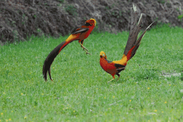 【夏令营】北京往返:云横秦岭-科考自然博物营，追寻四大国宝熊猫朱鹮羚牛金丝猴的足迹|亲子，单飞