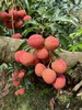 广东岭南桂味荔枝（五斤装）原产地直发，清甜带桂花香：甜度极高，质地紧实、爽脆，咀嚼时咯吱作响 商品缩略图1