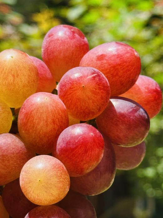 尤美宝石红葡萄|是一个集早熟、高糖、脆爽、香味于一身的红色葡萄新品种 有玫瑰香又有荔枝香气，脆甜爽口~ 商品图3