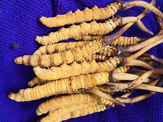 【西藏新鲜冬虫夏草】来自雪域高原的大自然恩赐 商品图5